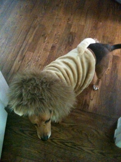 Bailey last year for Halloween as a Lion